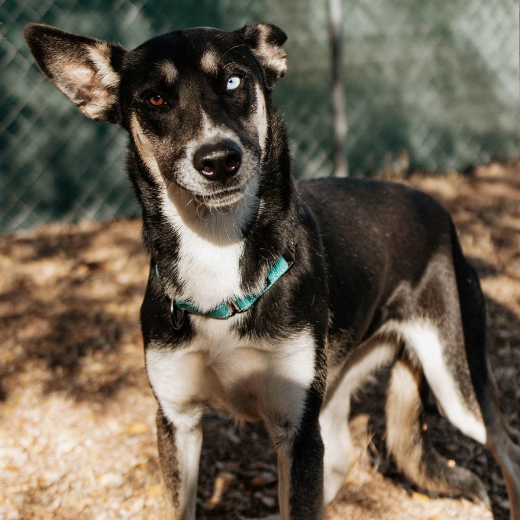 Enlarge Noel, a Adoptable mixed breed in Duncan, OK image 1/4