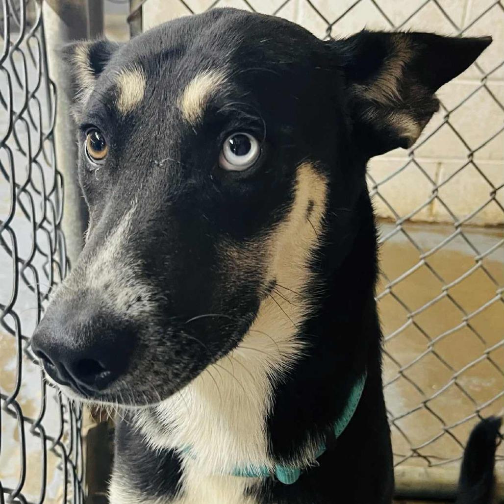Noel, Adoptable, Adult Female Husky & Shepherd.