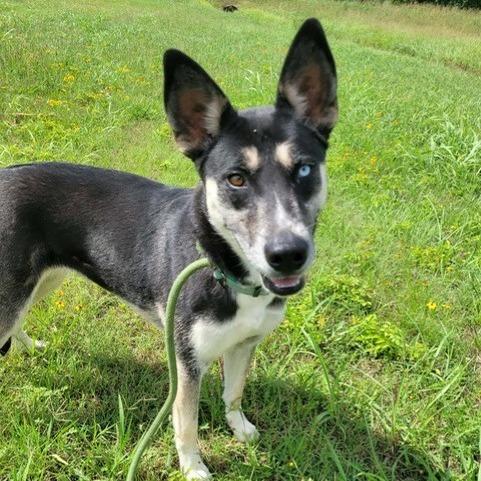 Noel, a Adoptable mixed breed in Duncan, OK image 2/5