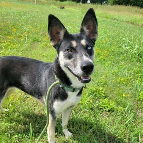 Noel, a Adoptable mixed breed in Duncan, OK image 3/5