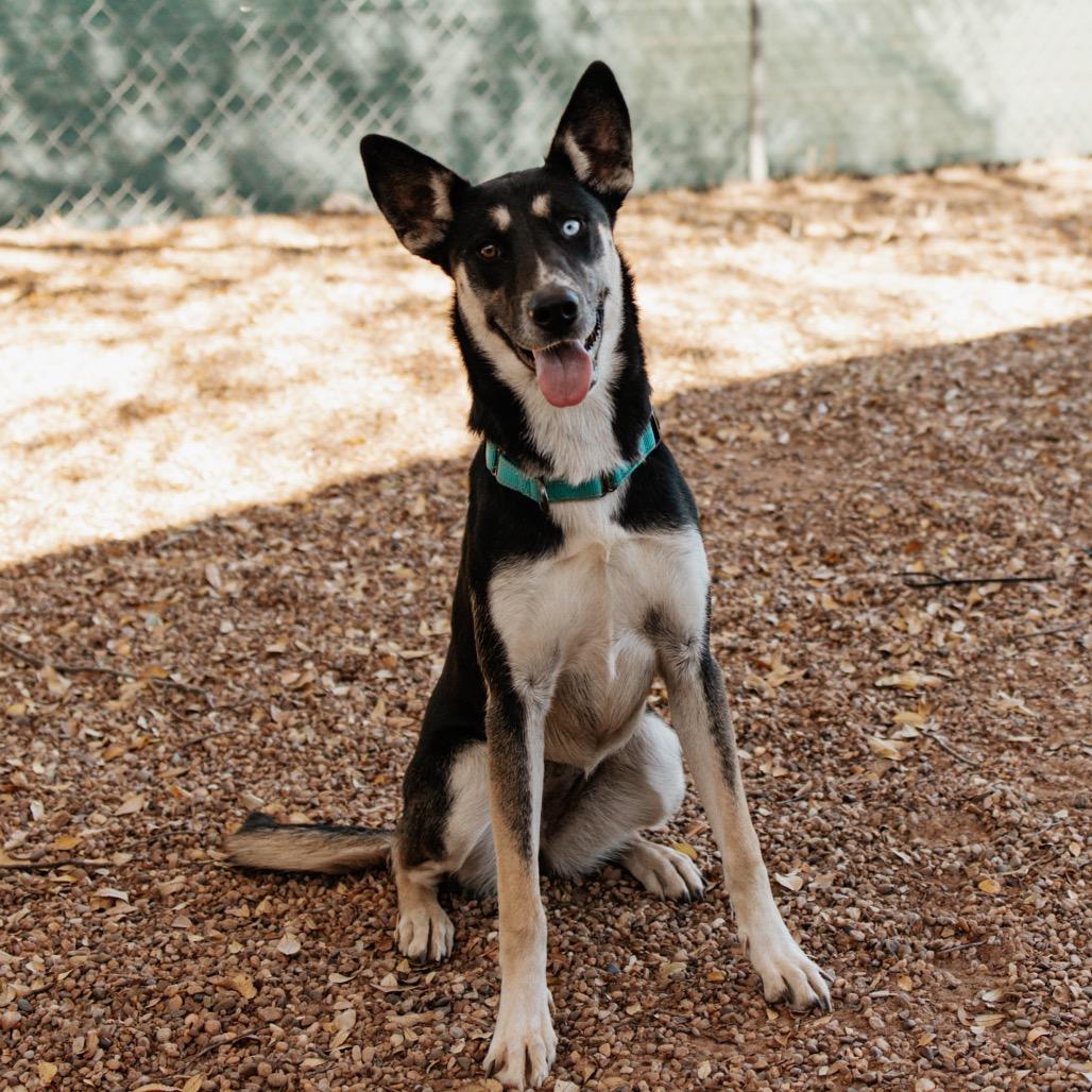 Enlarge Noel, a Adoptable mixed breed in Duncan, OK image 3/4