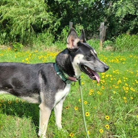 Noel, a Adoptable mixed breed in Duncan, OK image 5/5