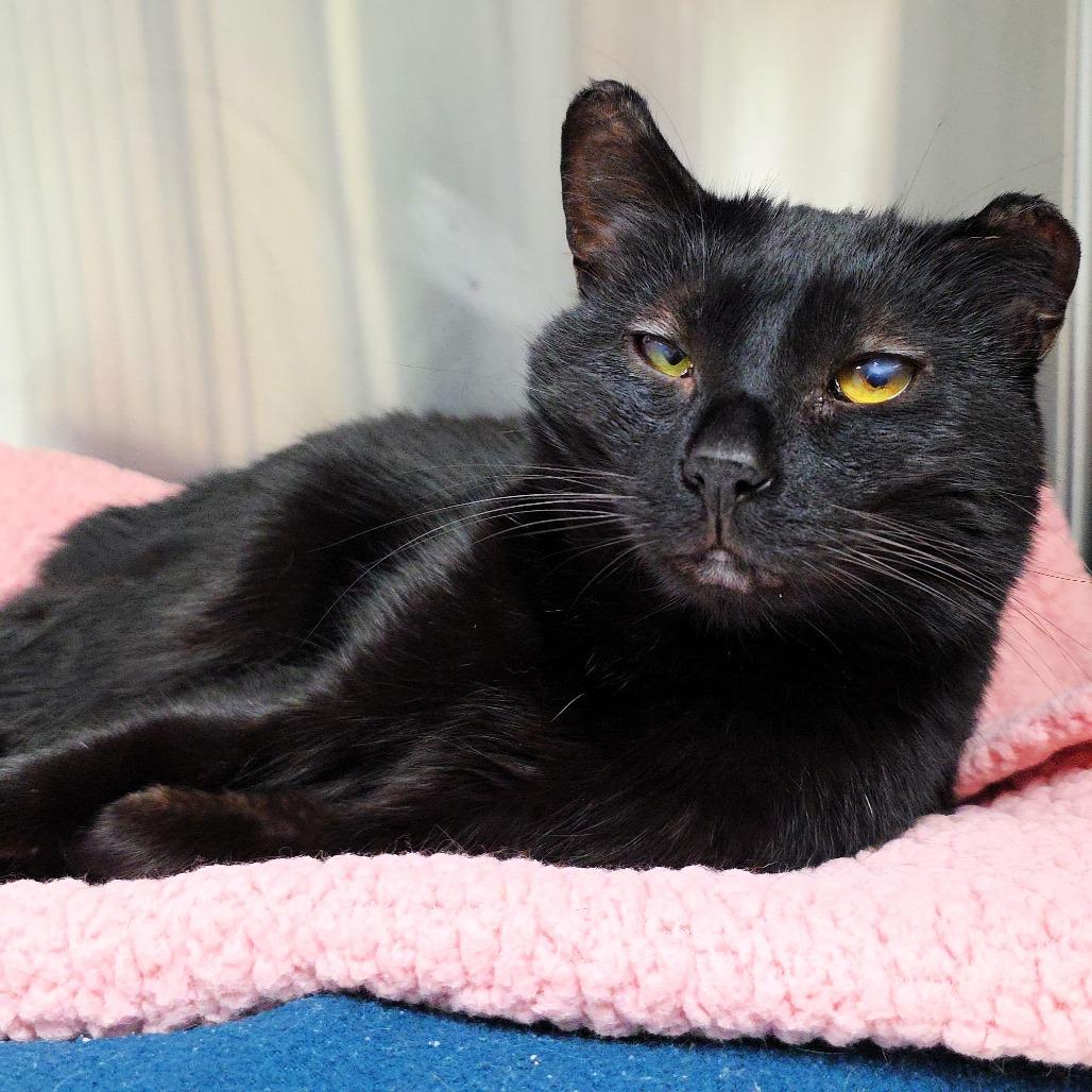 Jack, Adoptable, Adult Male Domestic Short Hair.