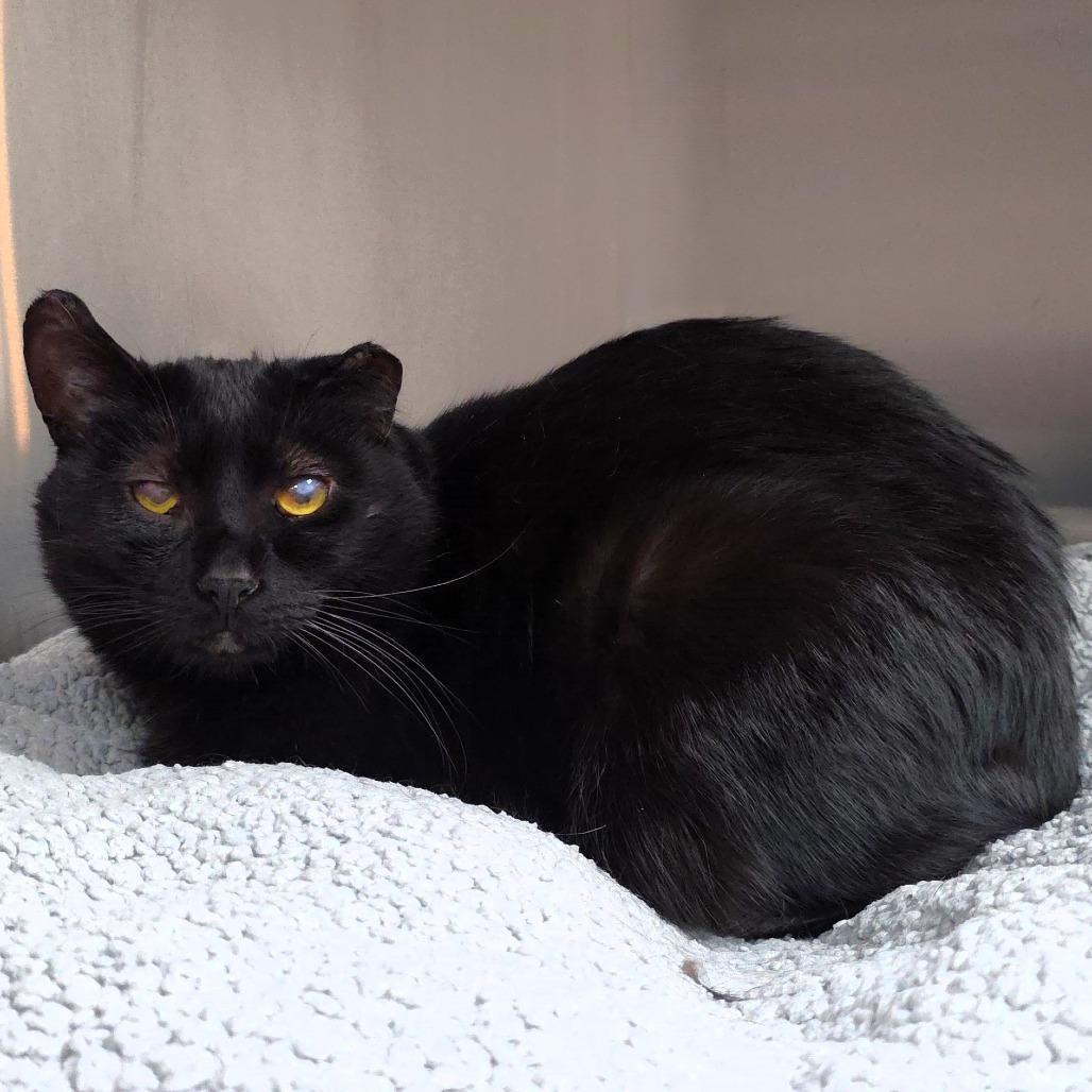 Jack, a Adoptable Domestic Short Hair in Michigan City, IN image 2/4