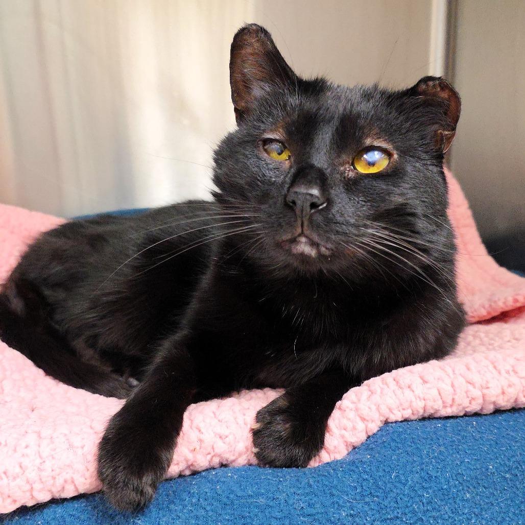 Jack, a Adoptable Domestic Short Hair in Michigan City, IN image 3/4