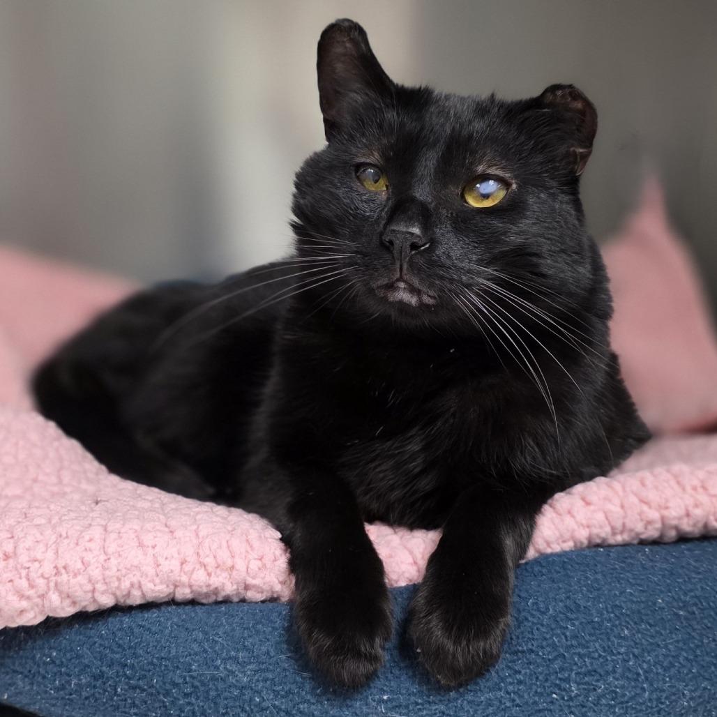 Jack, a Adoptable Domestic Short Hair in Michigan City, IN image 4/4