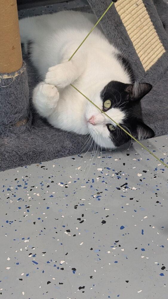 Enlarge Curtis, a Adoptable Domestic Short Hair in Sparta, WI image 1/4