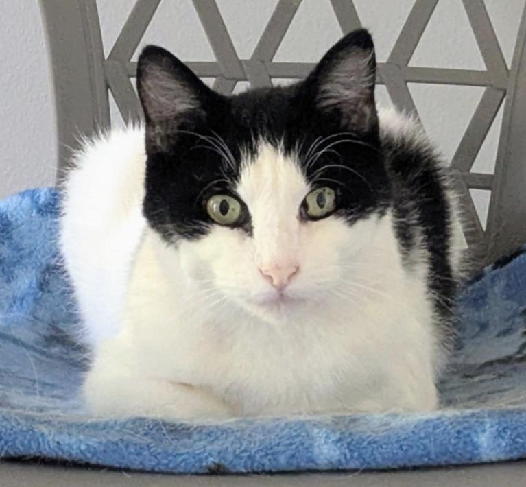 Enlarge Curtis, a Adoptable Domestic Short Hair in Sparta, WI image 2/4