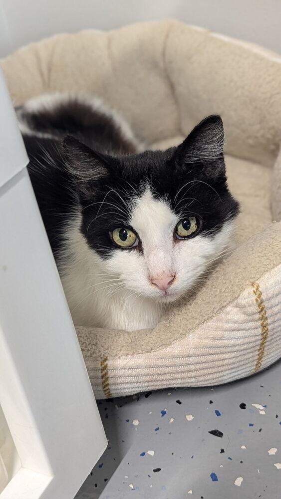 Enlarge Curtis, a Adoptable Domestic Short Hair in Sparta, WI image 4/4