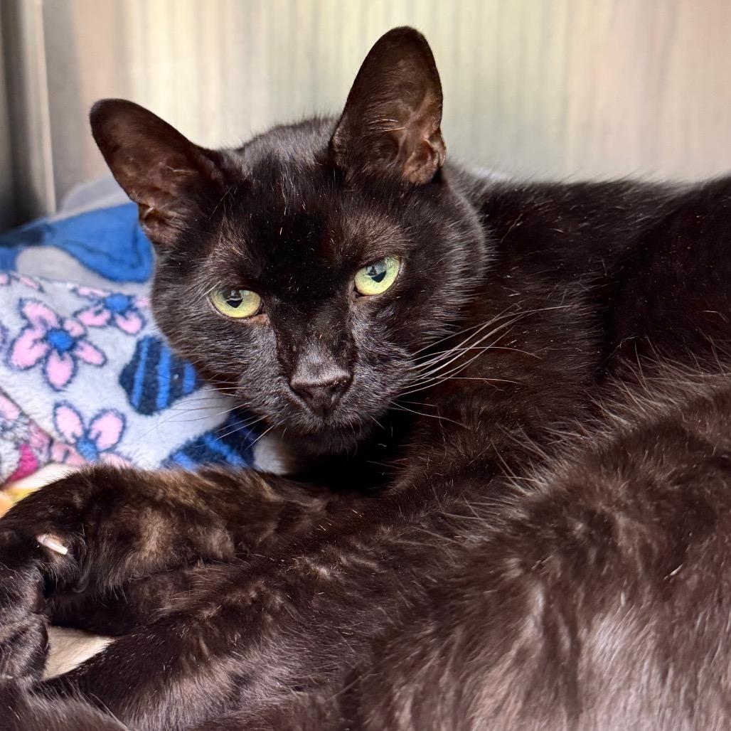 Enlarge Omari, a Adoptable Domestic Short Hair in Waukesha, WI image 1/1