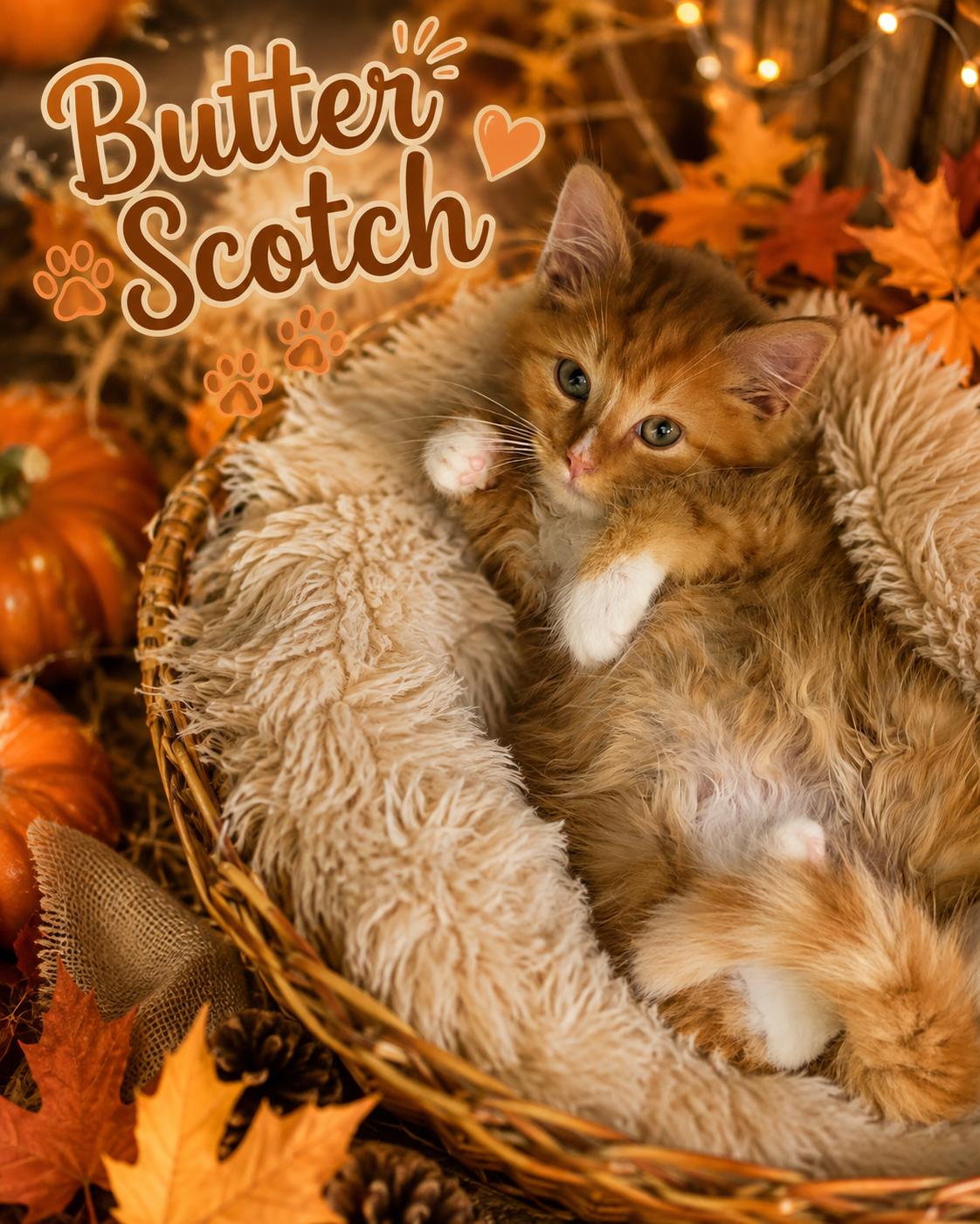 Enlarge Butterscotch, a Adoptable Domestic Medium Hair in Orleans, VT image 1/1