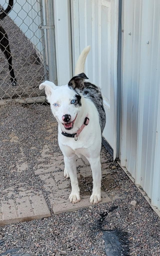 Luna, Adoptable, Young Female Catahoula Leopard Dog.