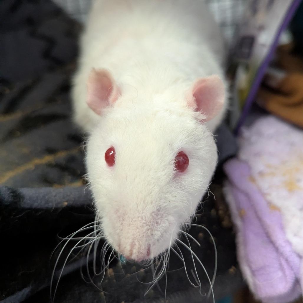 Botticelli, Adoptable, Young Male Rat.