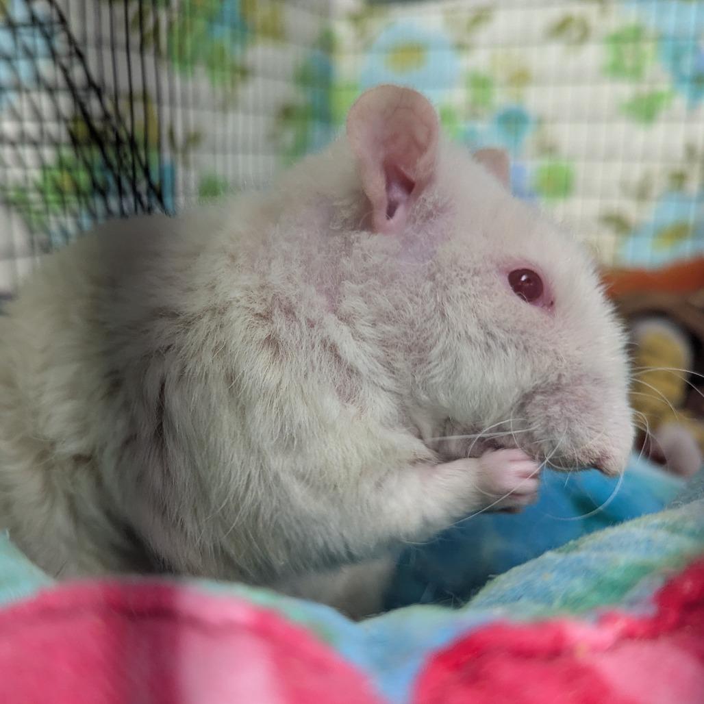 Botticelli, a Adoptable Rat in Evansville, IN image 2/6