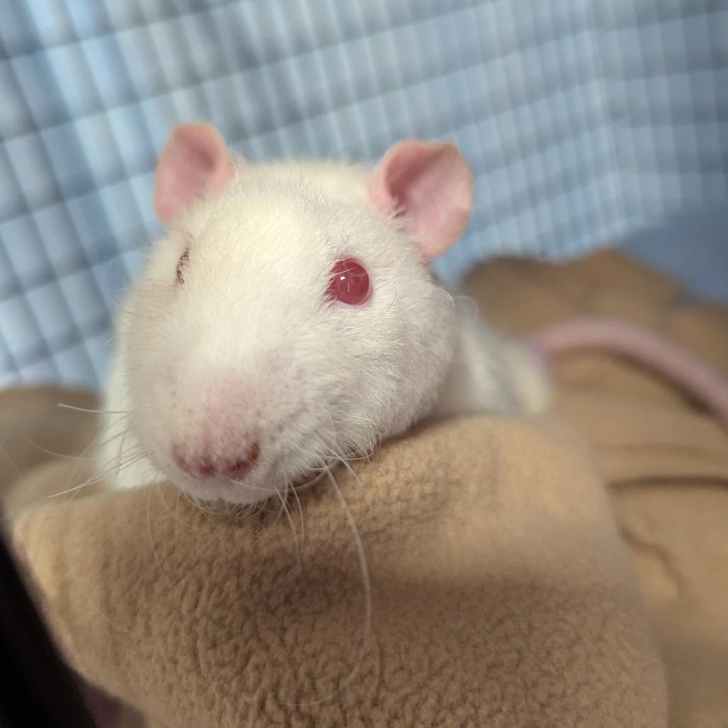 Botticelli, a Adoptable Rat in Evansville, IN image 3/6