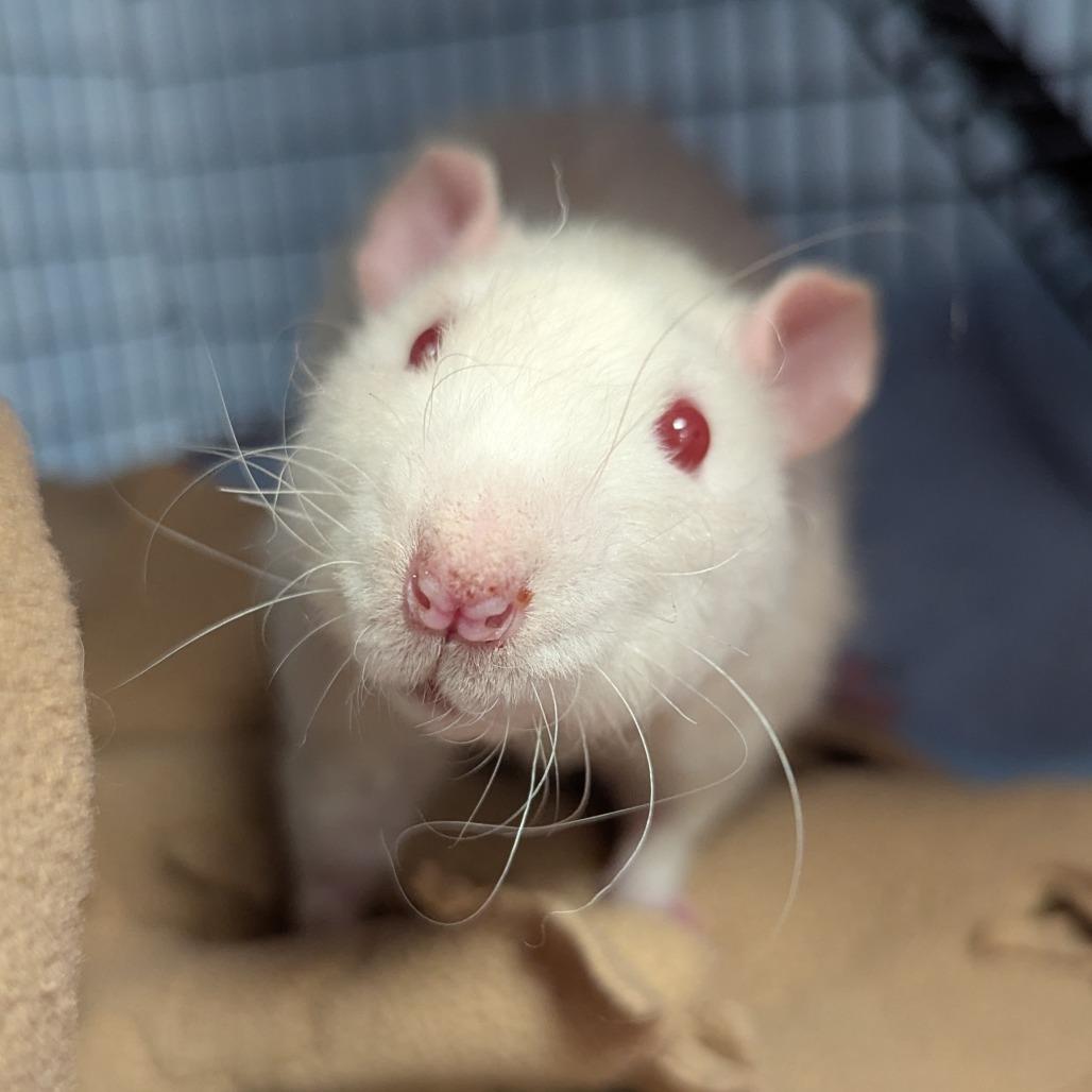 Botticelli, a Adoptable Rat in Evansville, IN image 4/6