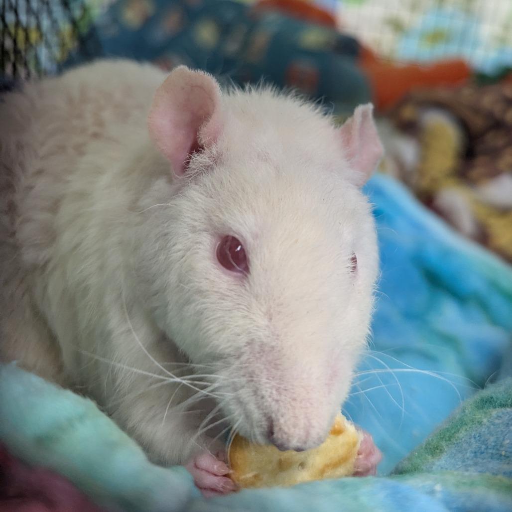 Botticelli, a Adoptable Rat in Evansville, IN image 5/6