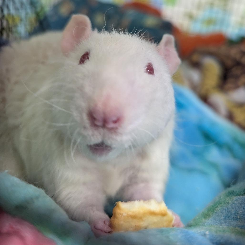 Botticelli, a Adoptable Rat in Evansville, IN image 6/6