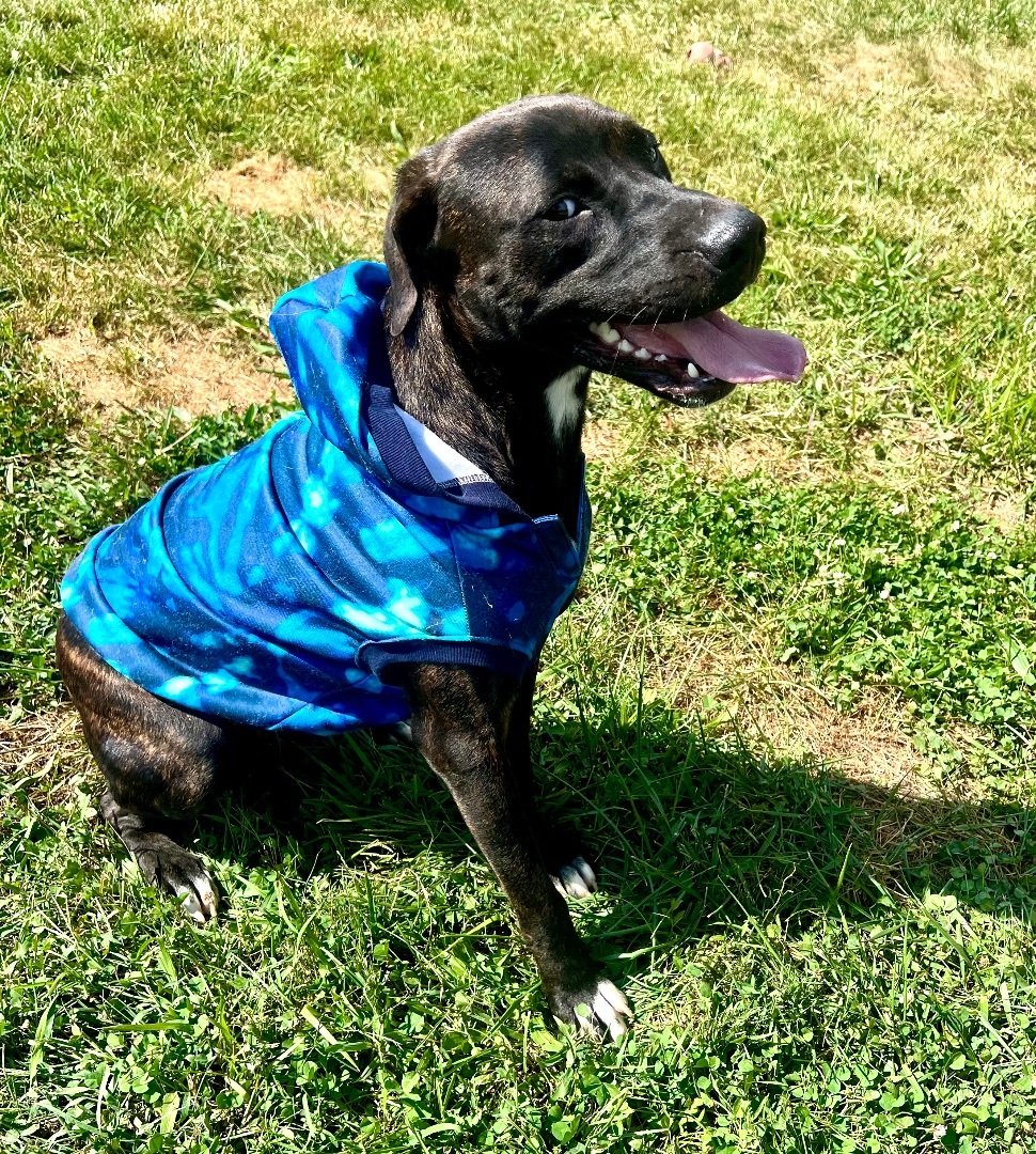 Enlarge Luke, a Adoptable mixed breed in St. Clair, MO image 1/3