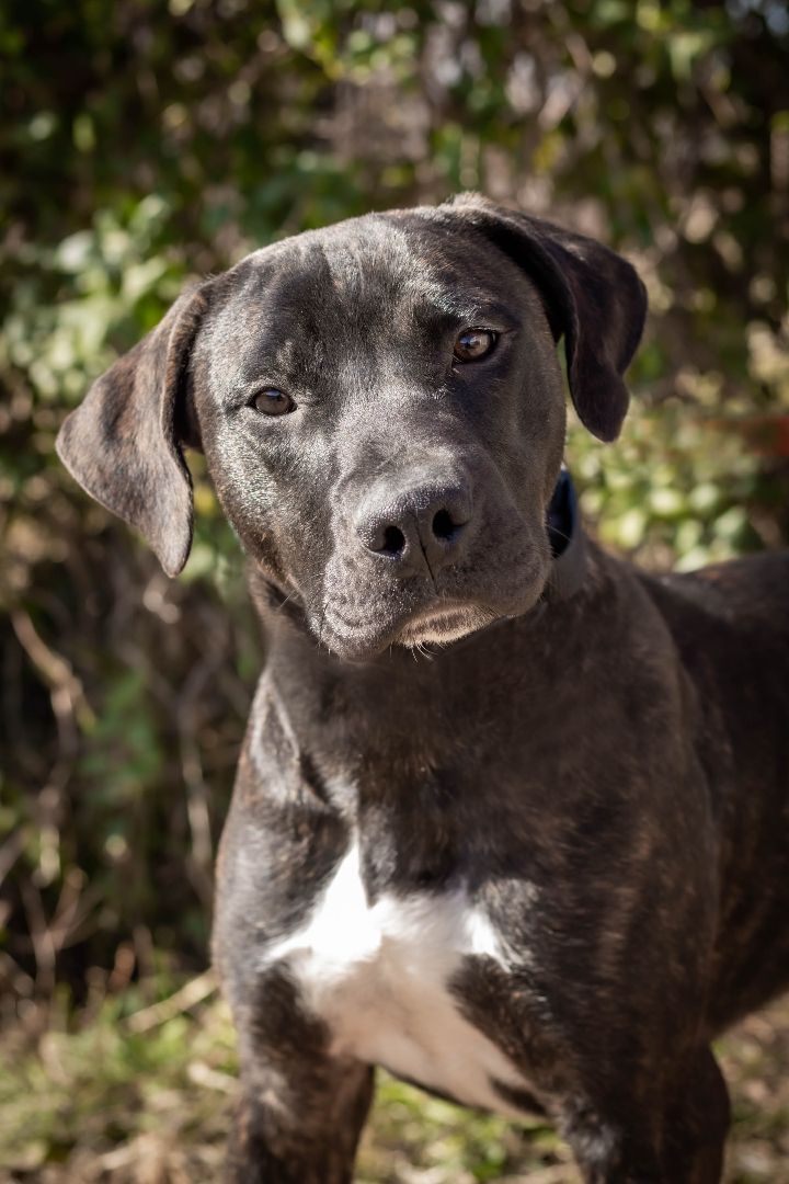 Enlarge Luke, a Adoptable mixed breed in St. Clair, MO image 2/3
