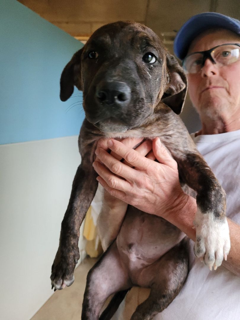 Enlarge Luke, a Adoptable mixed breed in St. Clair, MO image 3/3