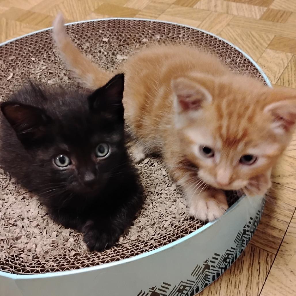 Prince Eric, Adopted, Kitten Male Domestic Short Hair.