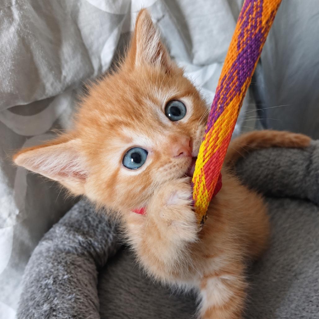 Enlarge Prince Eric, a Adopted Domestic Short Hair in Commerce City, CO image 2/5