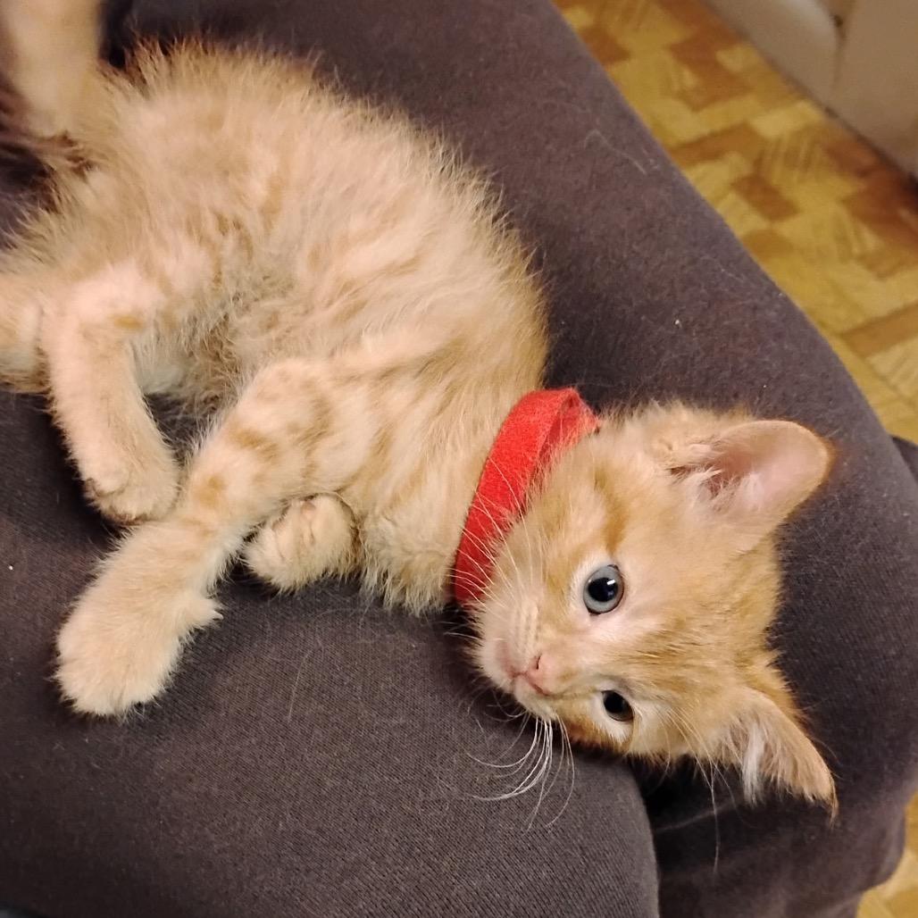 Enlarge Prince Eric, a Adopted Domestic Short Hair in Commerce City, CO image 3/5