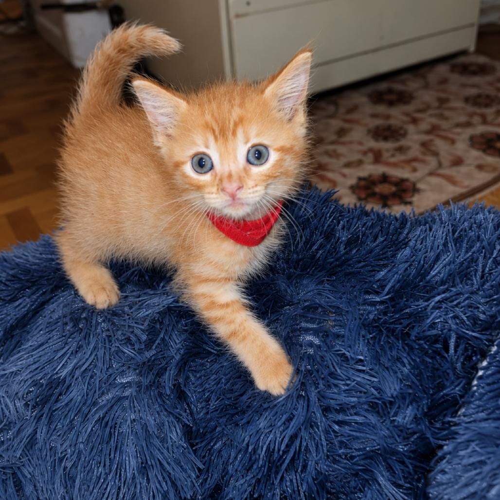 Enlarge Prince Eric, a Adopted Domestic Short Hair in Commerce City, CO image 4/5