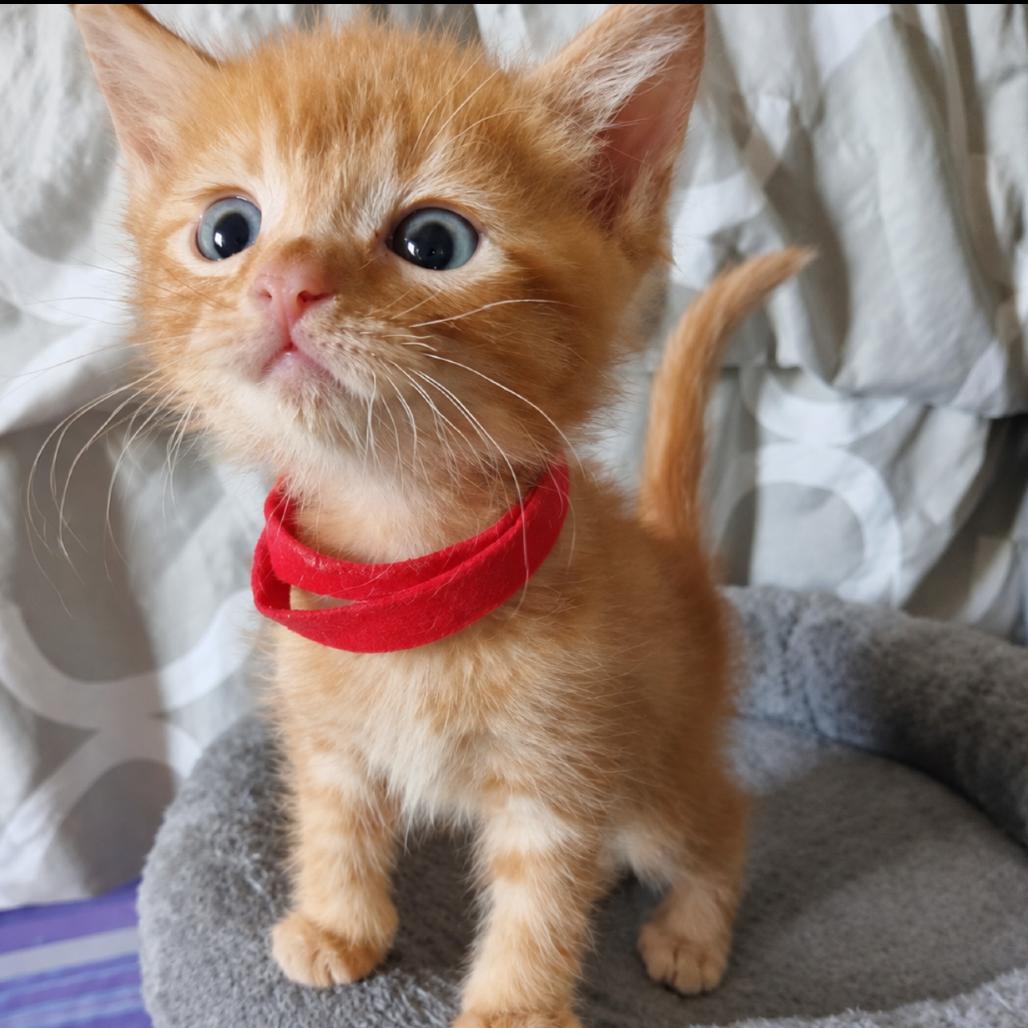 Enlarge Prince Eric, a Adopted Domestic Short Hair in Commerce City, CO image 5/5