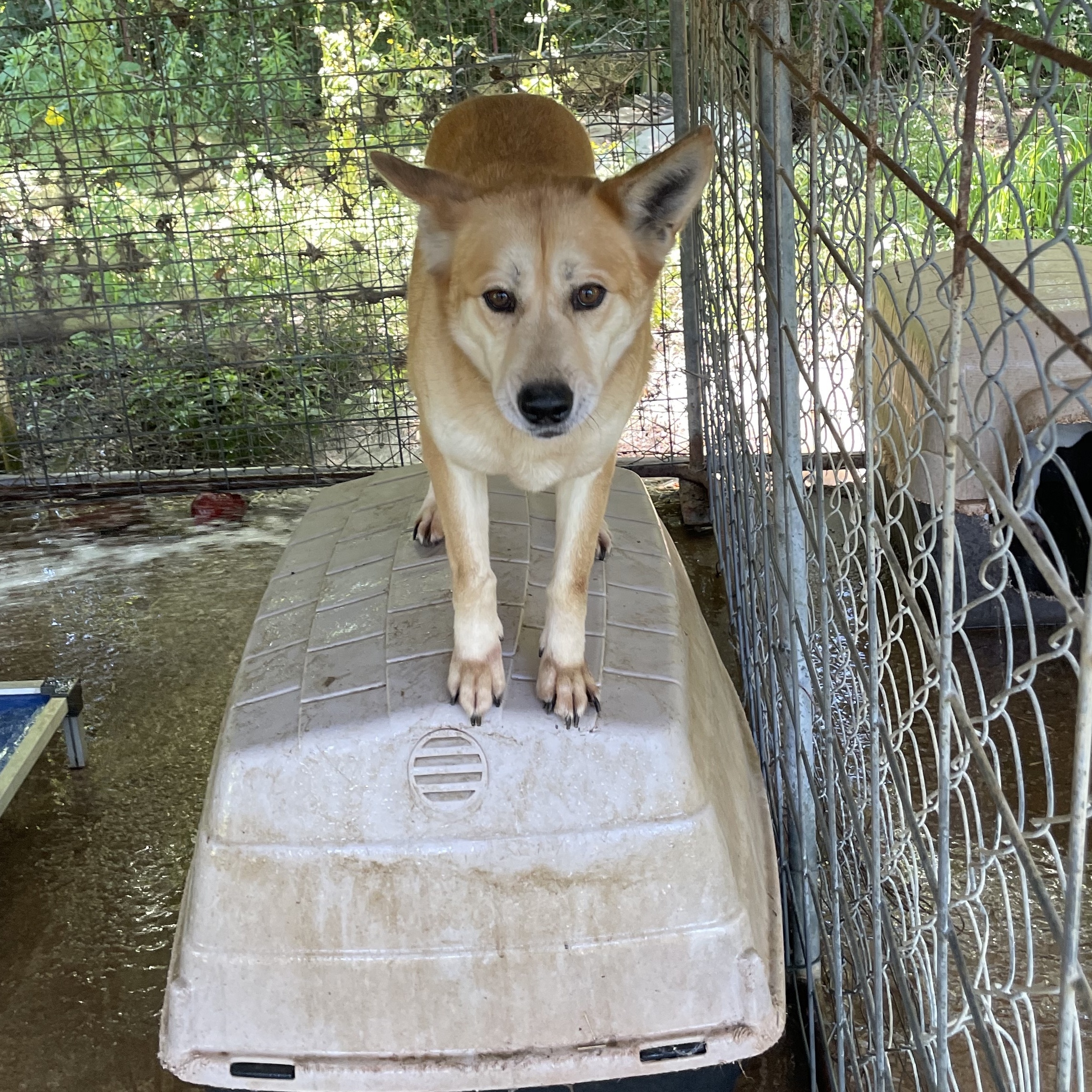 Mama, a Adoptable Terrier in Greenfield, TN image 3/5