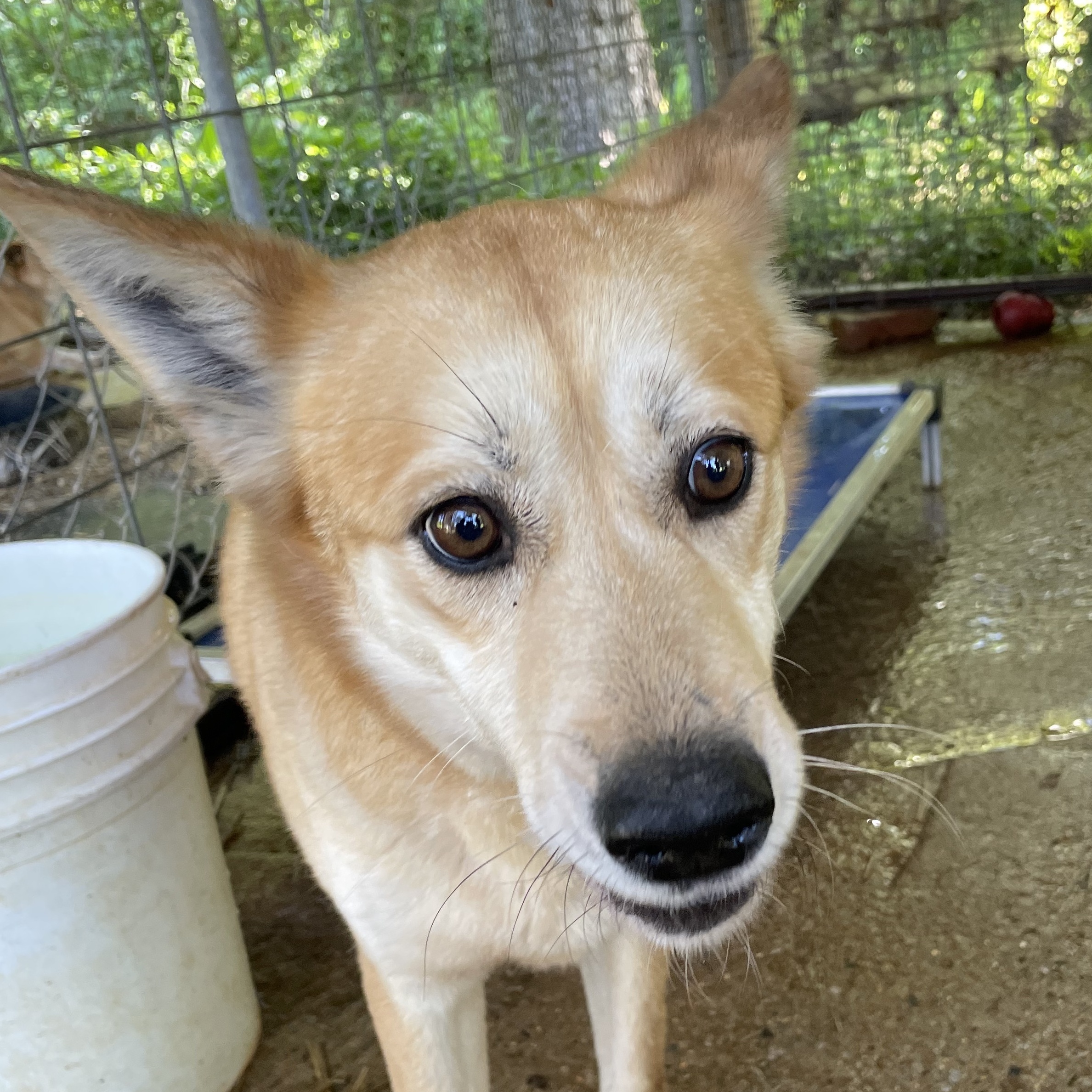 Mama, a Adoptable Terrier in Greenfield, TN image 4/5