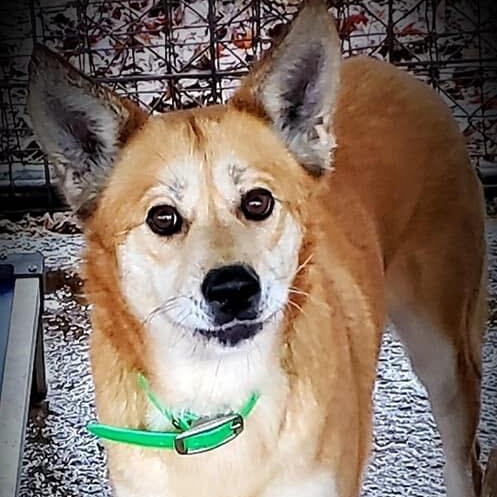 Mama, a Adoptable Terrier in Greenfield, TN image 2/5