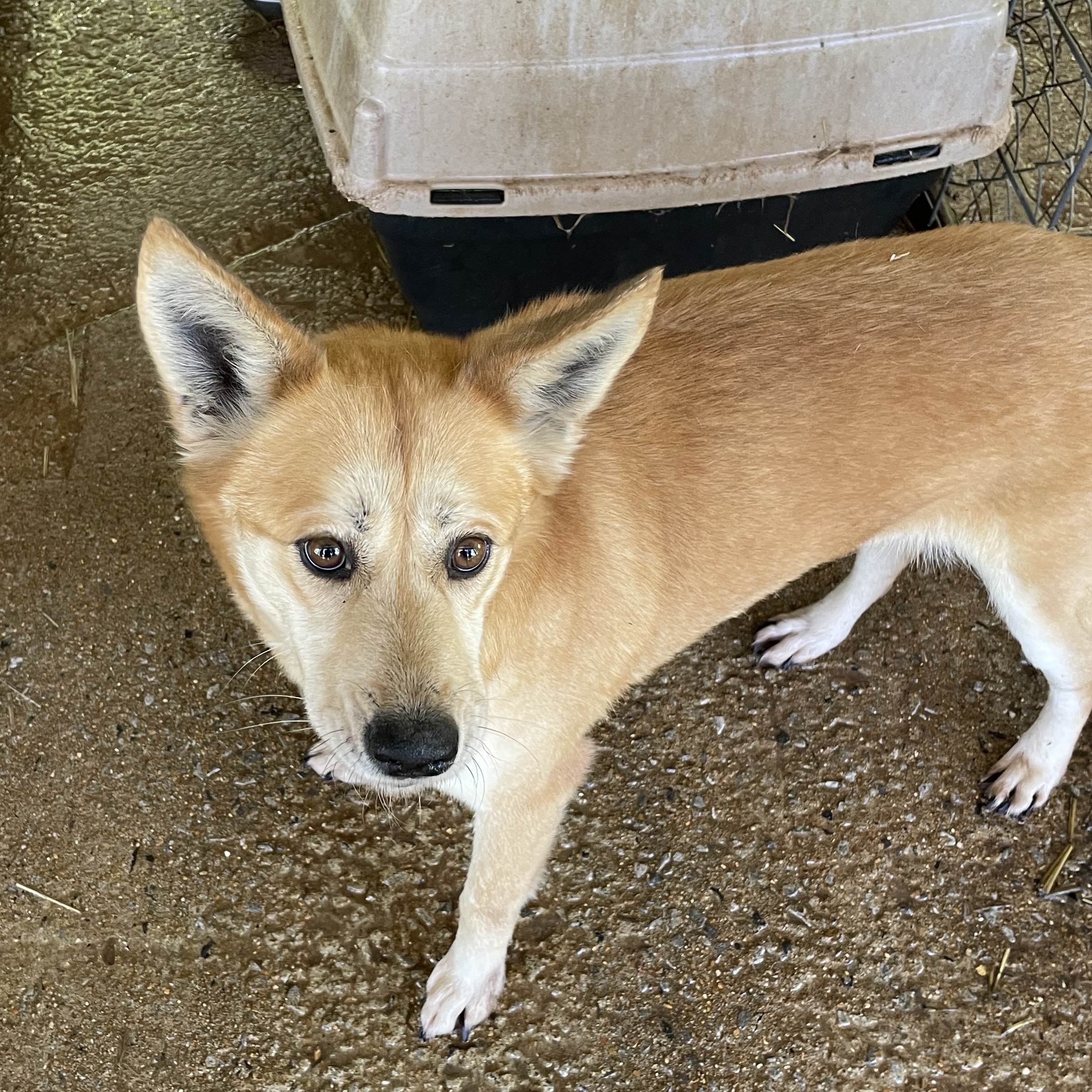 Mama, a Adoptable Terrier in Greenfield, TN image 5/5