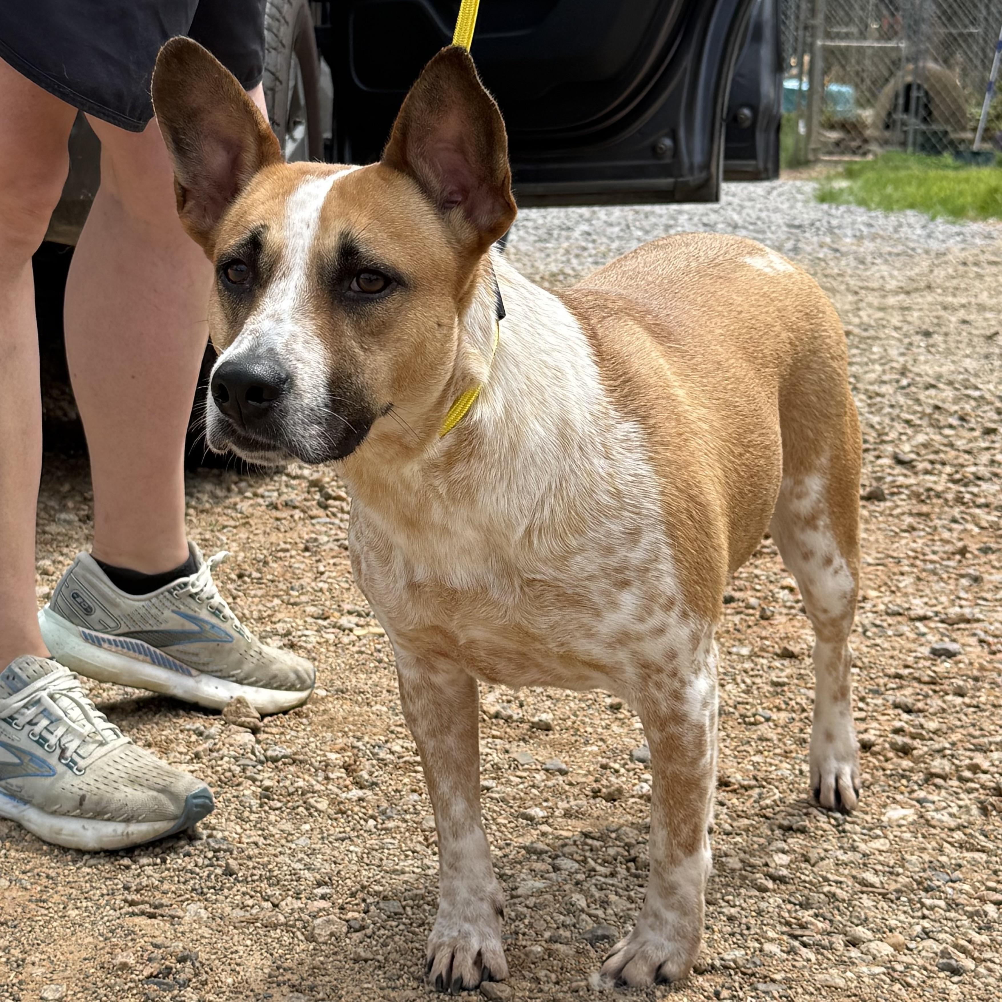 Enlarge Harriet, a Adoptable mixed breed in Washington, DC image 5/6