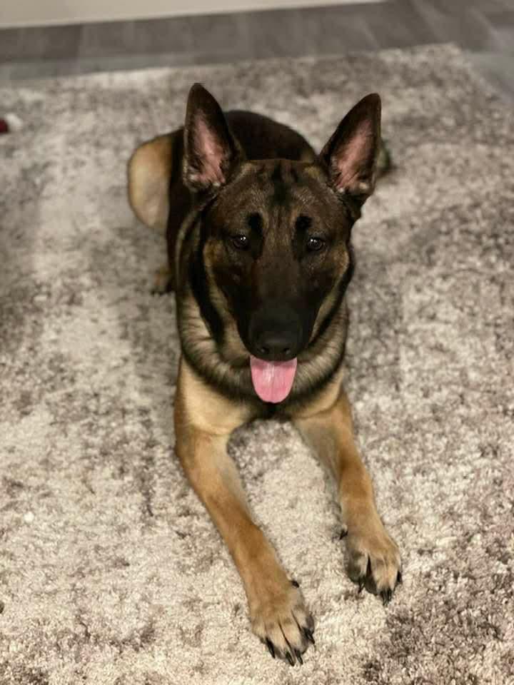 Enlarge Kaiser, a Adoptable Belgian Shepherd / Malinois in Chicago, IL image 1/3