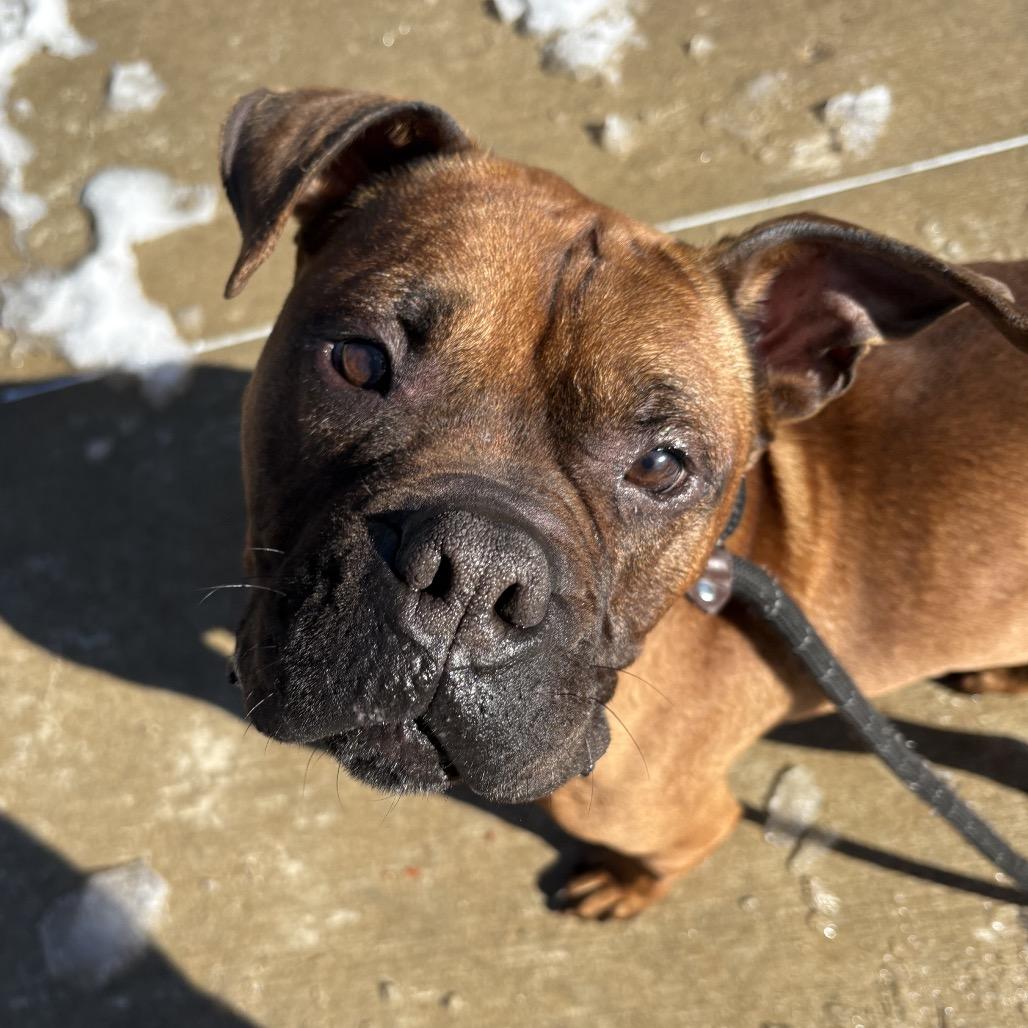 Tucker, Adoptable, Adult Male Boxer.