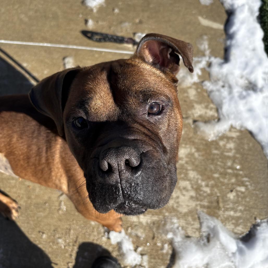 Enlarge Tucker, a Adoptable Boxer in Belleville, IL image 2/6
