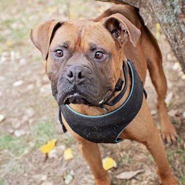 Enlarge Tucker, a Adoptable Boxer in Belleville, IL image 3/6