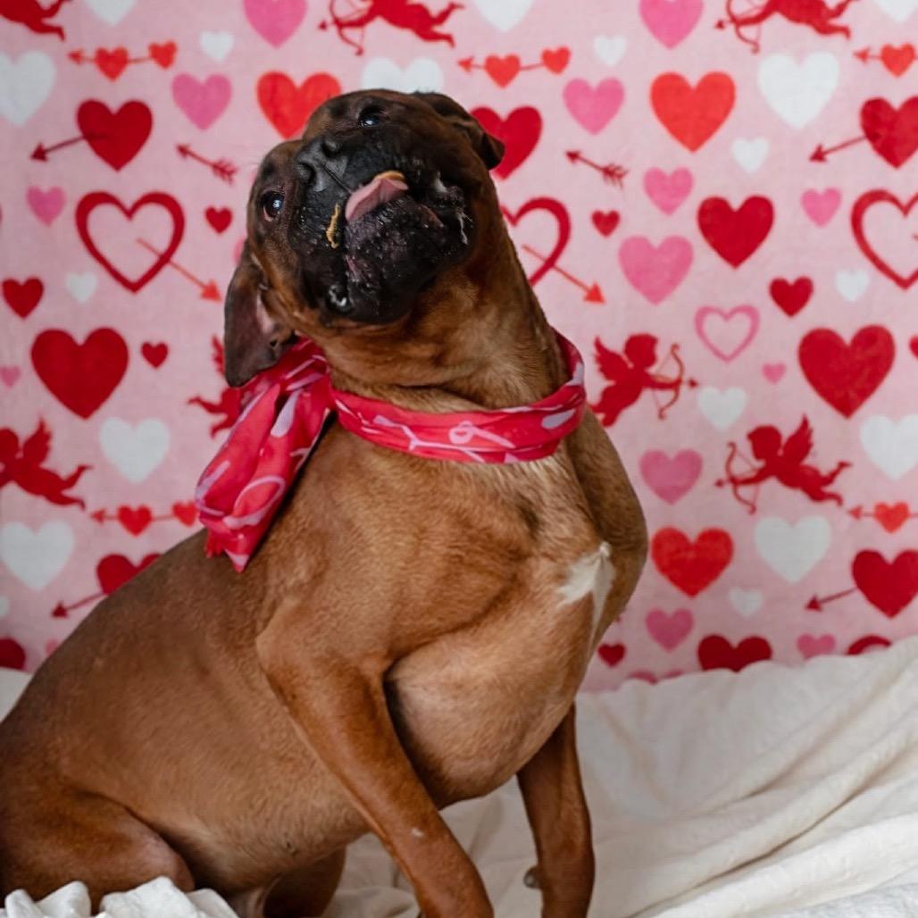 Enlarge Tucker, a Adoptable Boxer in Belleville, IL image 5/6