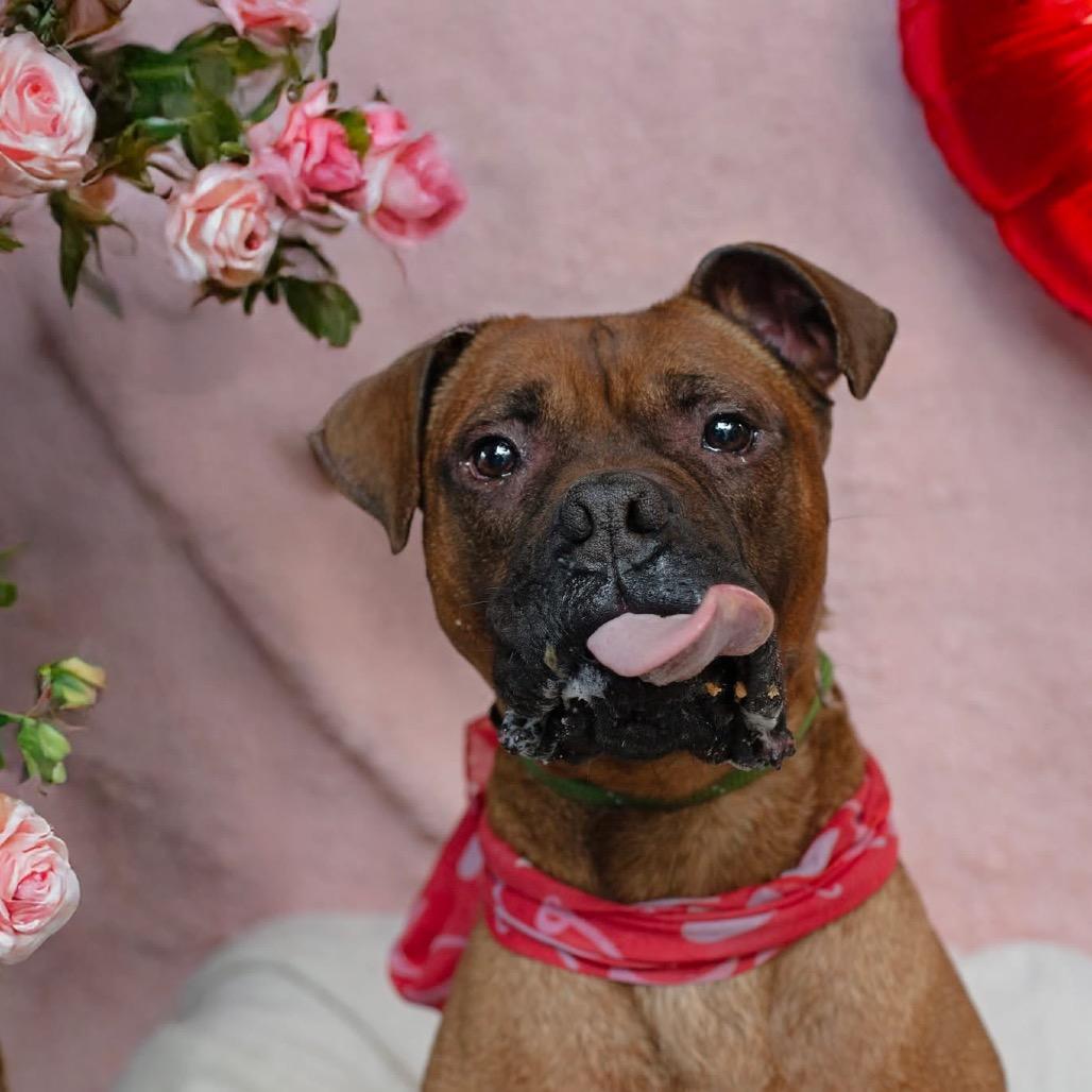 Enlarge Tucker, a Adoptable Boxer in Belleville, IL image 6/6
