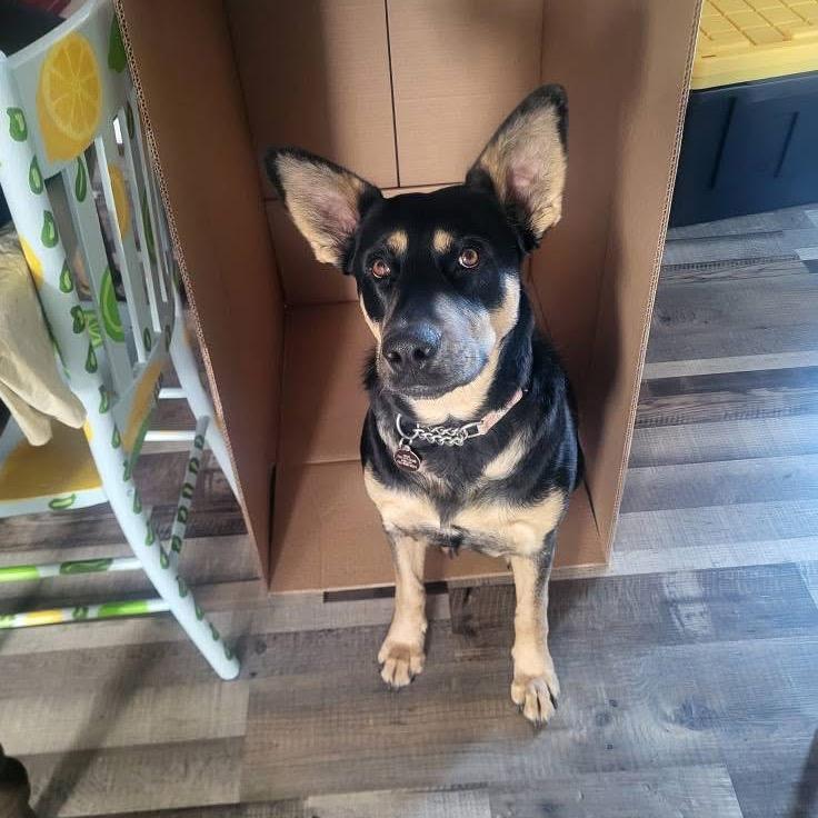 Aurora, Adoptable, Adult Female Mixed Breed.