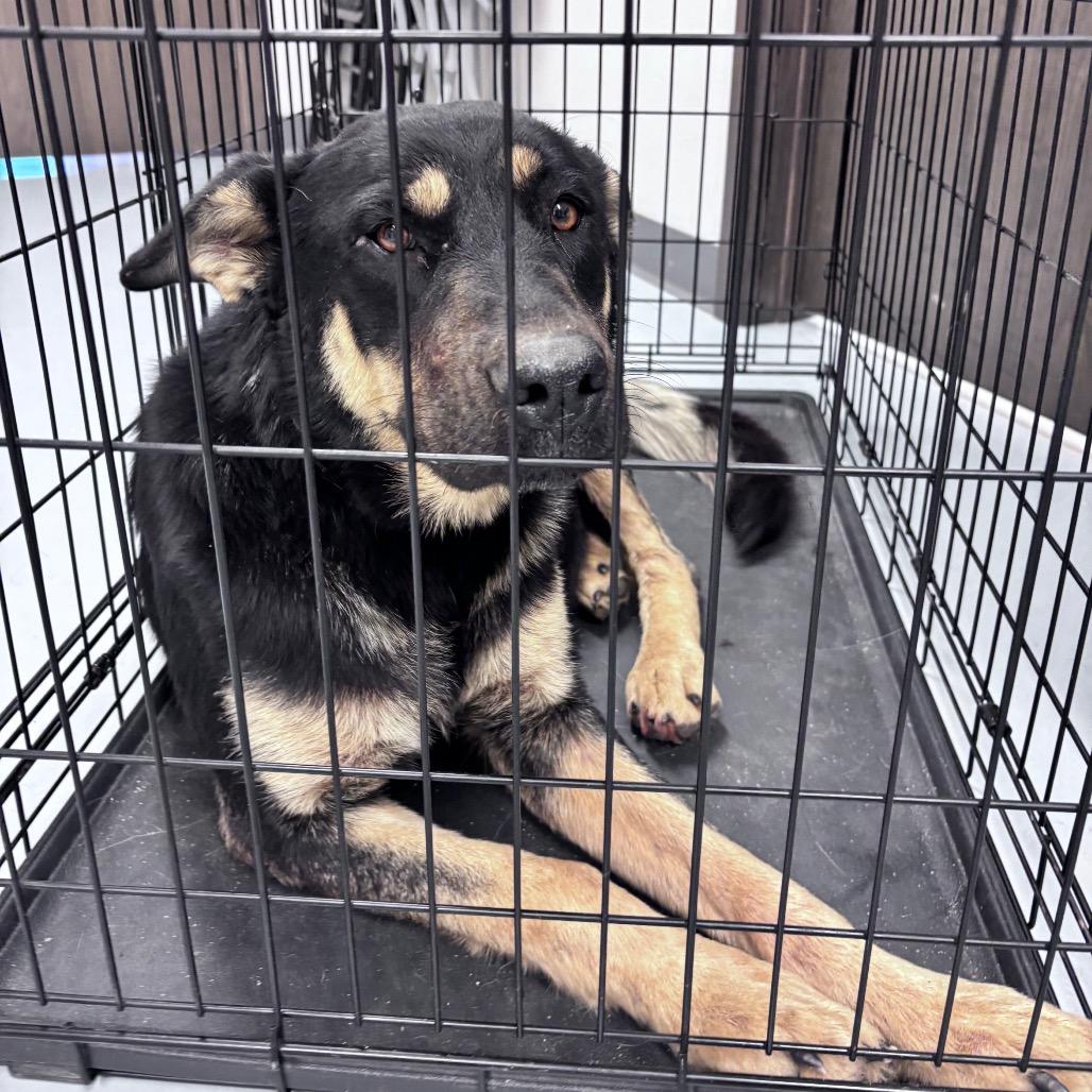 Aurora, a Adoptable Mixed Breed in Bismarck, ND image 1/6