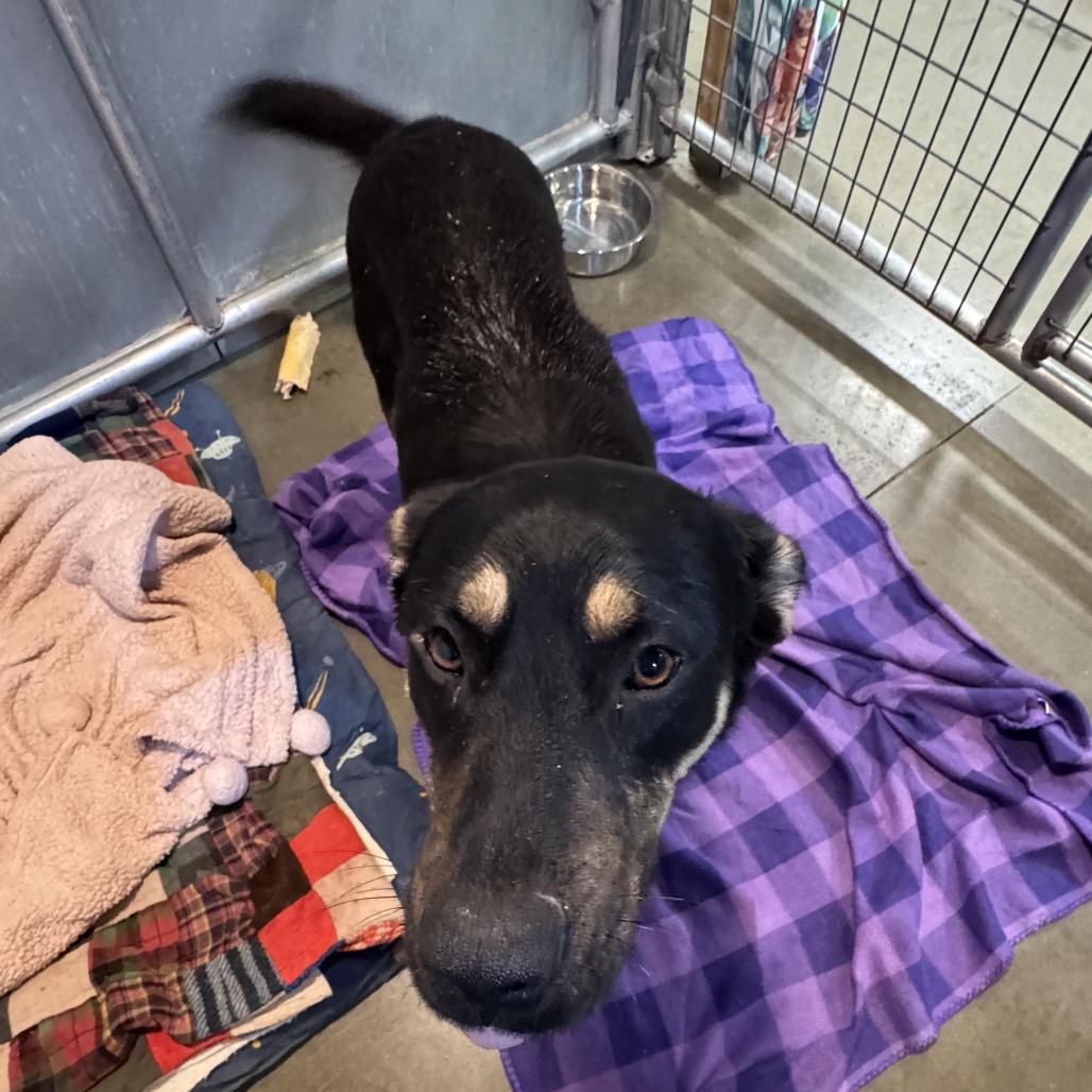 Aurora, a Adoptable Mixed Breed in Bismarck, ND image 2/6