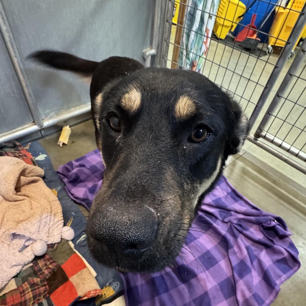 Aurora, a Adoptable Mixed Breed in Bismarck, ND image 4/6