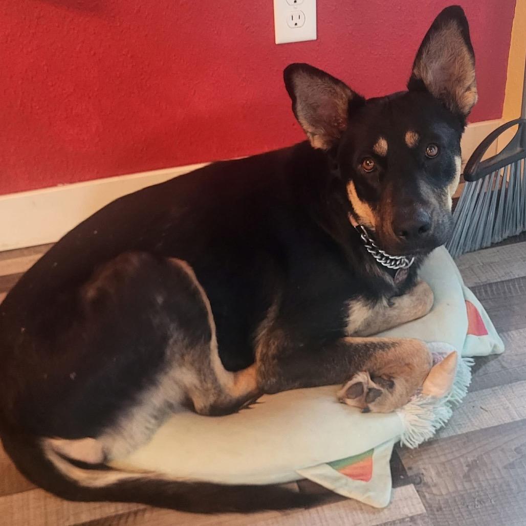 Aurora, a Adoptable Mixed Breed in Bismarck, ND image 5/6