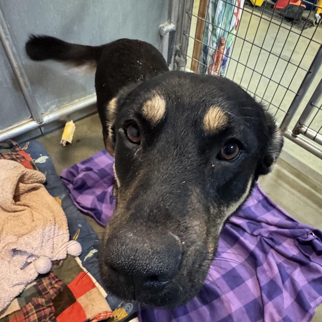 Aurora, a Adoptable Mixed Breed in Bismarck, ND image 6/6