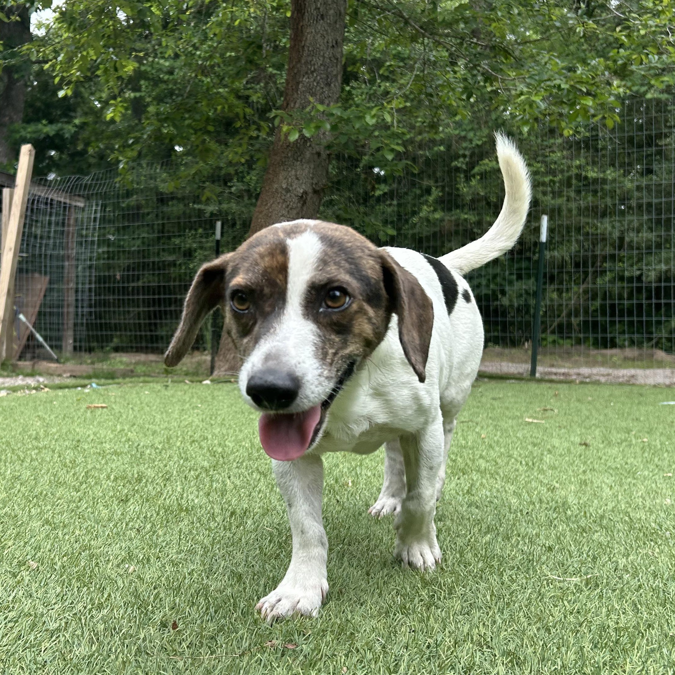 Snoopy, adopted, Adult Male Beagle & Dachshund.