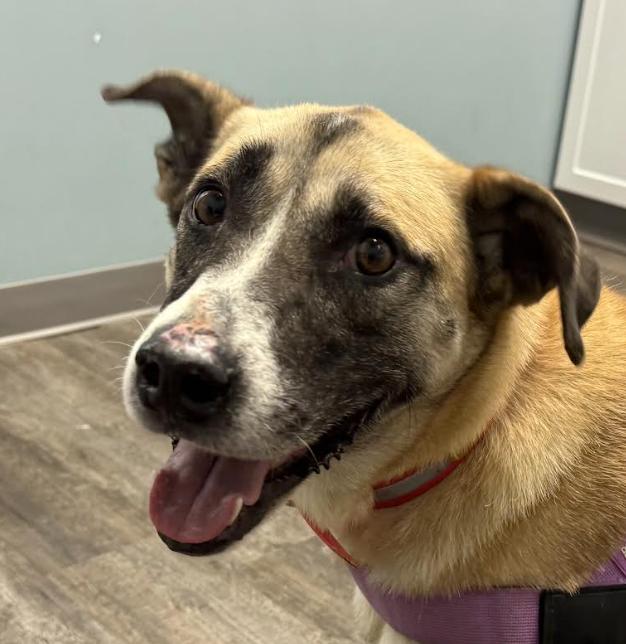 Enlarge Cassie, a Adoptable mixed breed in Woburn, MA image 1/6