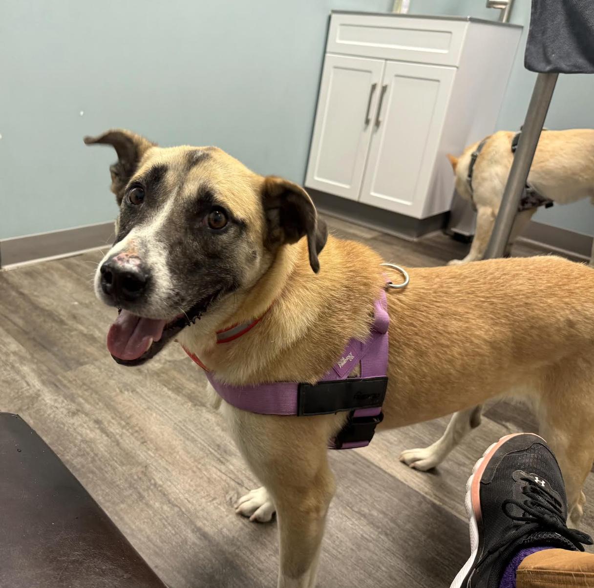 Enlarge Cassie, a Adoptable mixed breed in Woburn, MA image 2/6